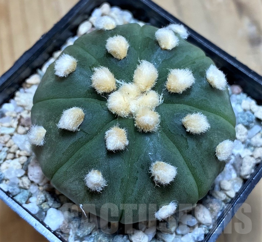 SH20101 Astrophytum asterias 'Ooibo'