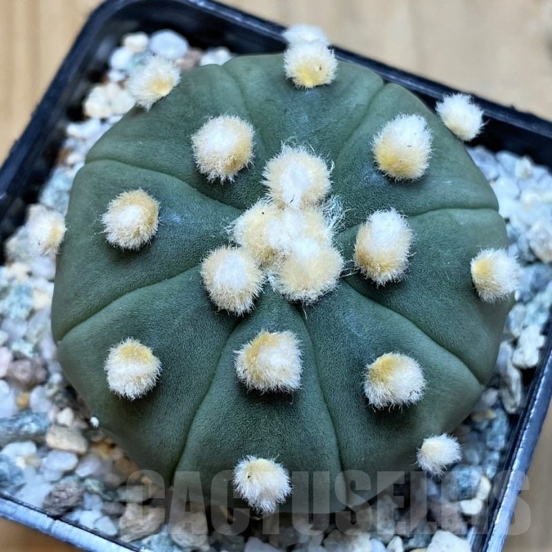 SH20102 Astrophytum asterias 'Ooibo'