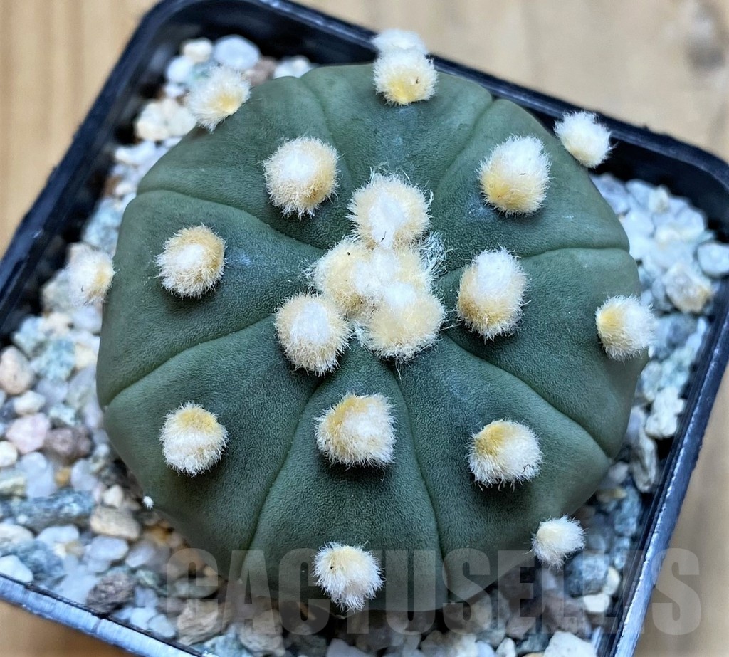 SH20102 Astrophytum asterias 'Ooibo'