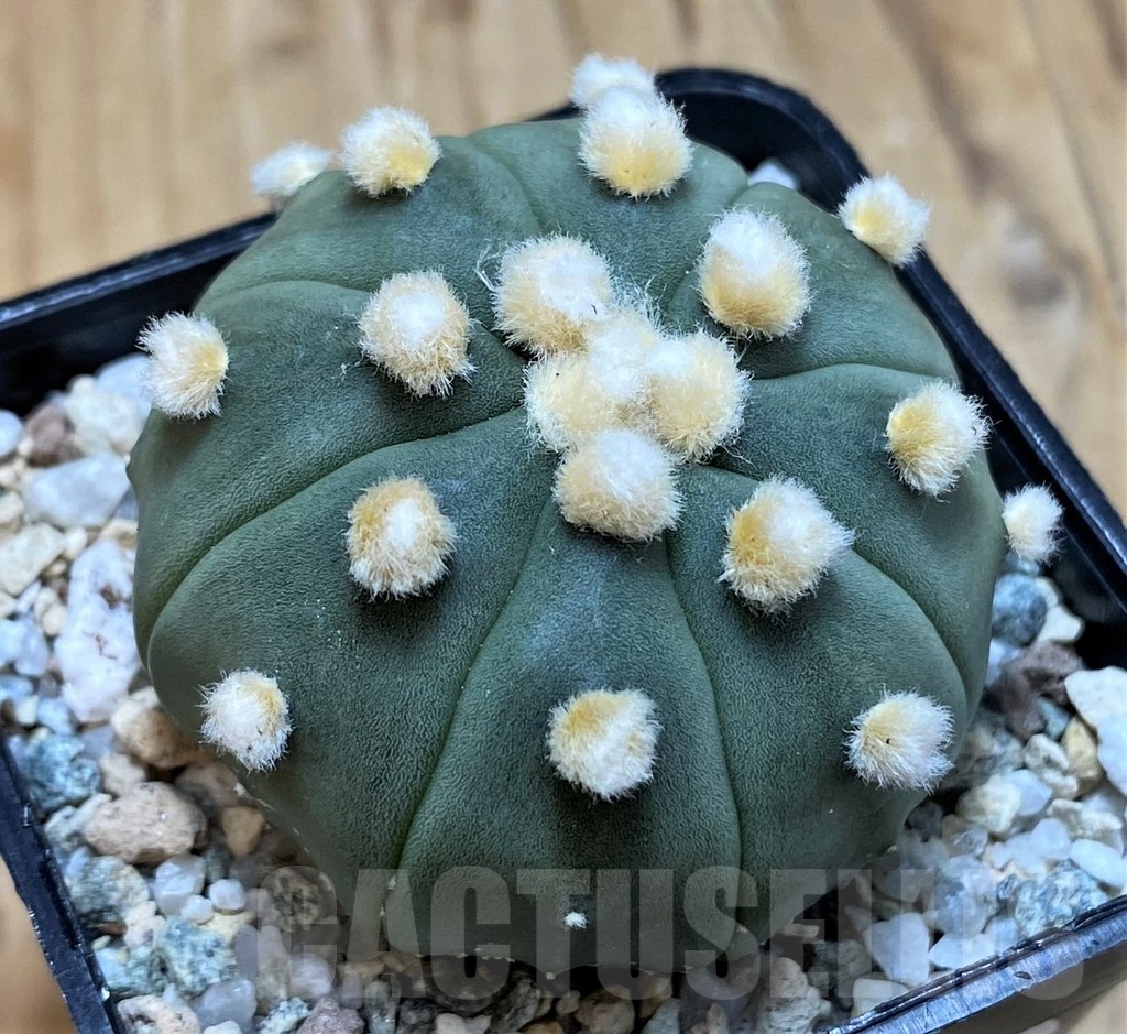 SH20102 Astrophytum asterias 'Ooibo' - Image 2