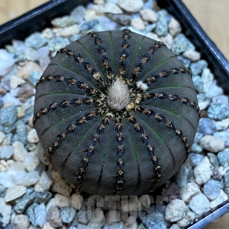 SH20104 Frailea asterioides