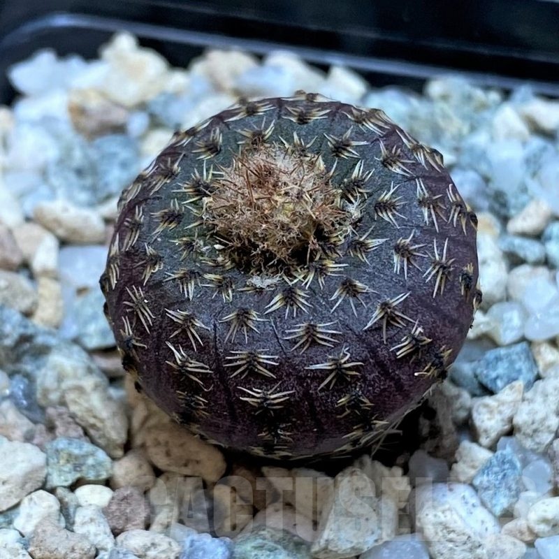 SH20105 Frailea phaeodisca