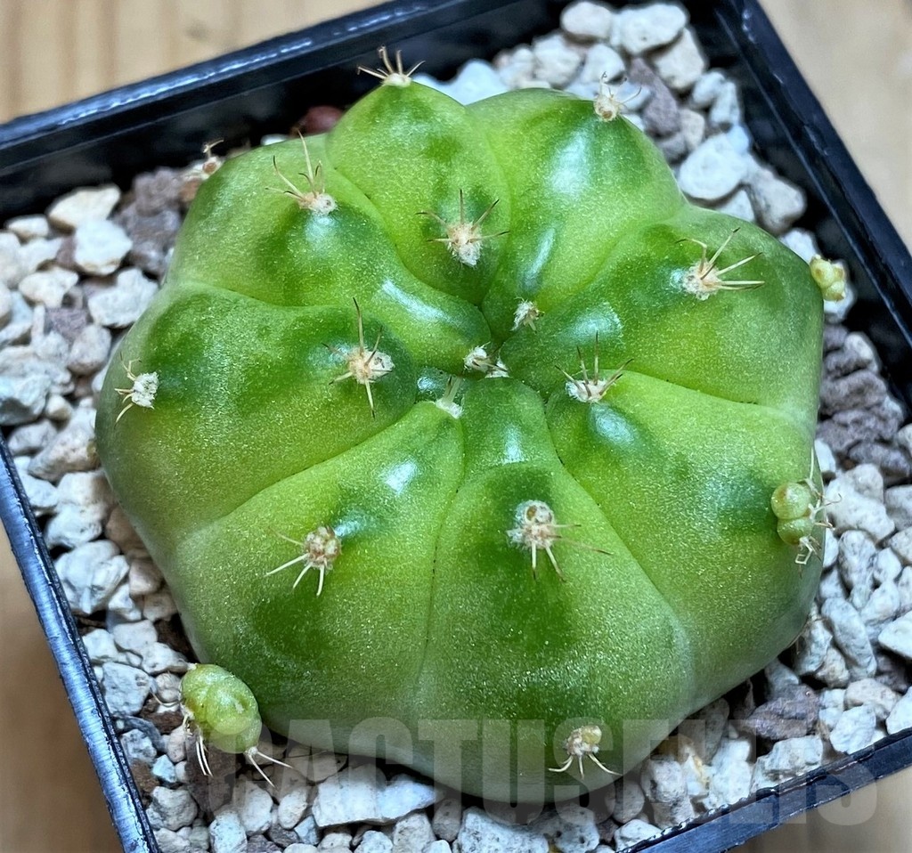 SH20108 Gymnocalycium mihanovichii ‘Green Marble’ - immagine 2