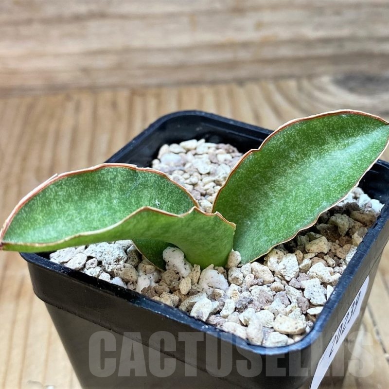 SH20239 Sansevieria kirkii ‘Silver Blue’