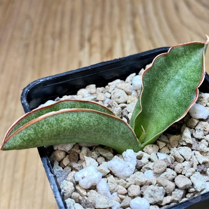 SH20240 Sansevieria kirkii ‘Silver Blue’