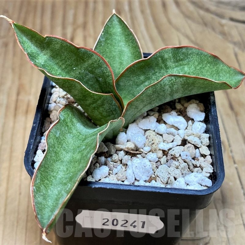 SH20241 Sansevieria kirkii ‘Silver Blue’