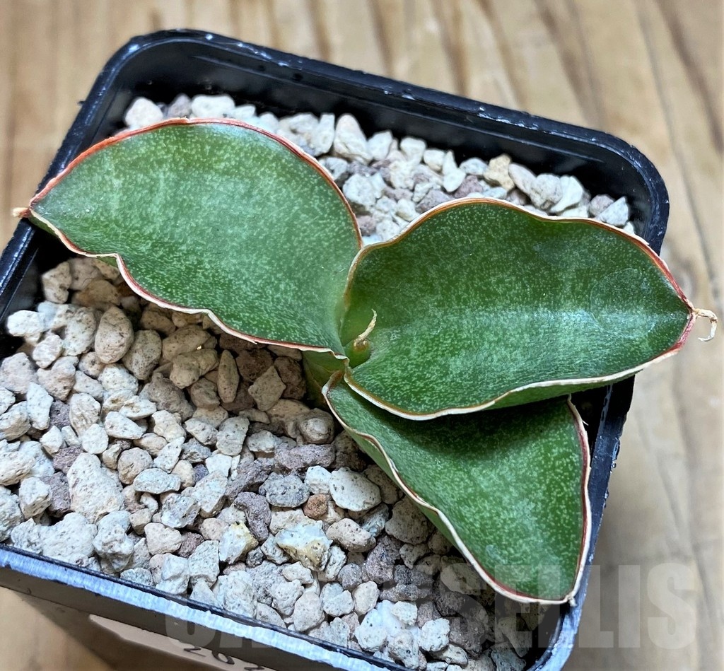 SH20242 Sansevieria kirkii ‘Silver Blue’