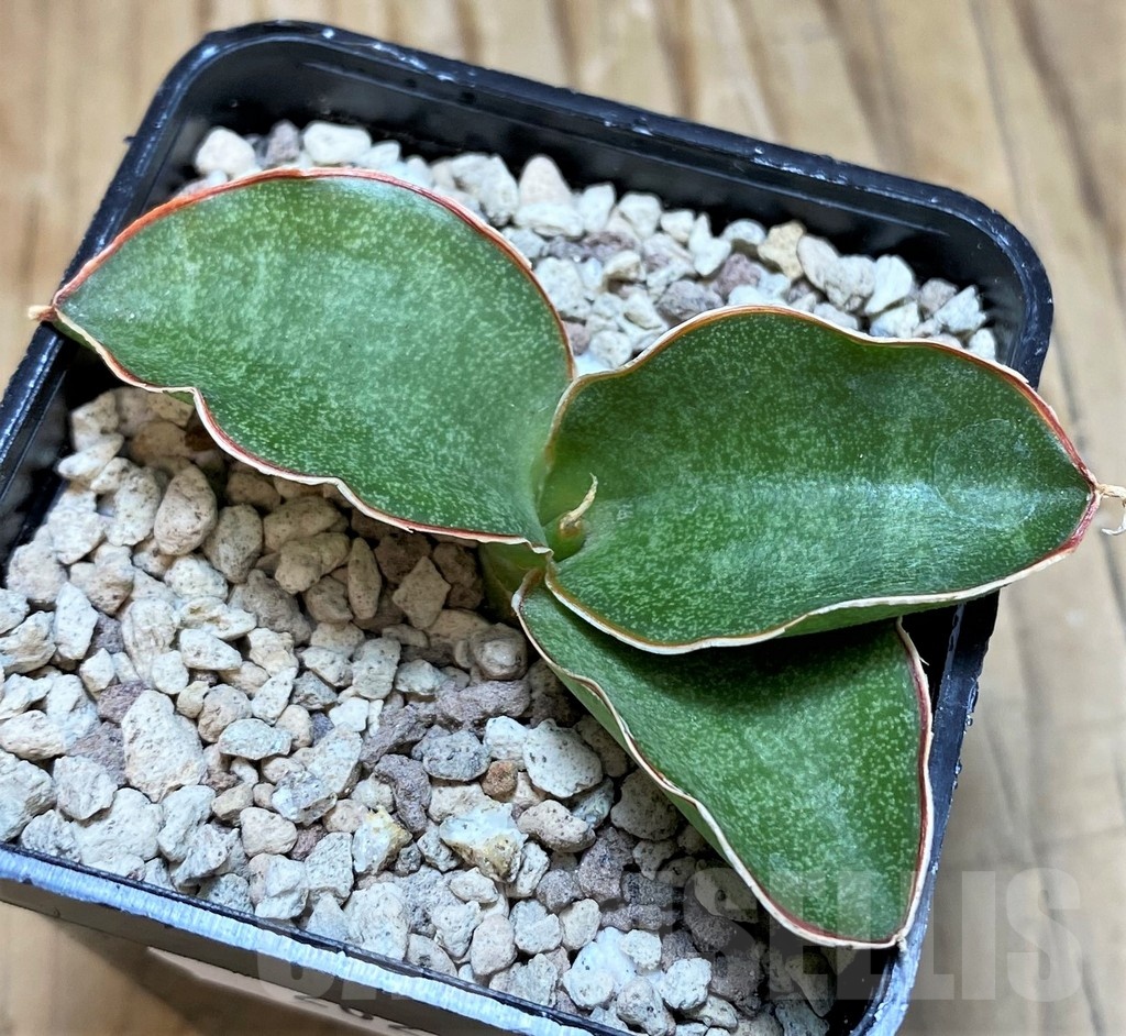 SH20242 Sansevieria kirkii ‘Silver Blue’ - immagine 2