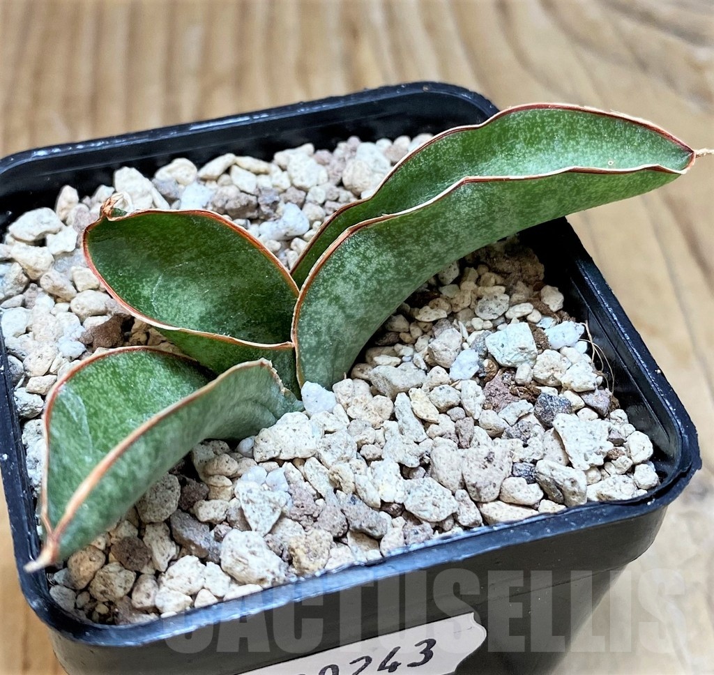 SH20243 Sansevieria kirkii ‘Silver Blue’