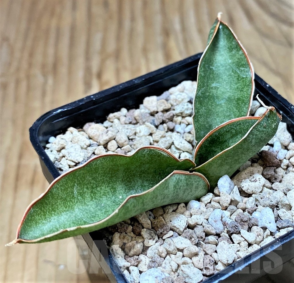 SH20243 Sansevieria kirkii ‘Silver Blue’ - immagine 2