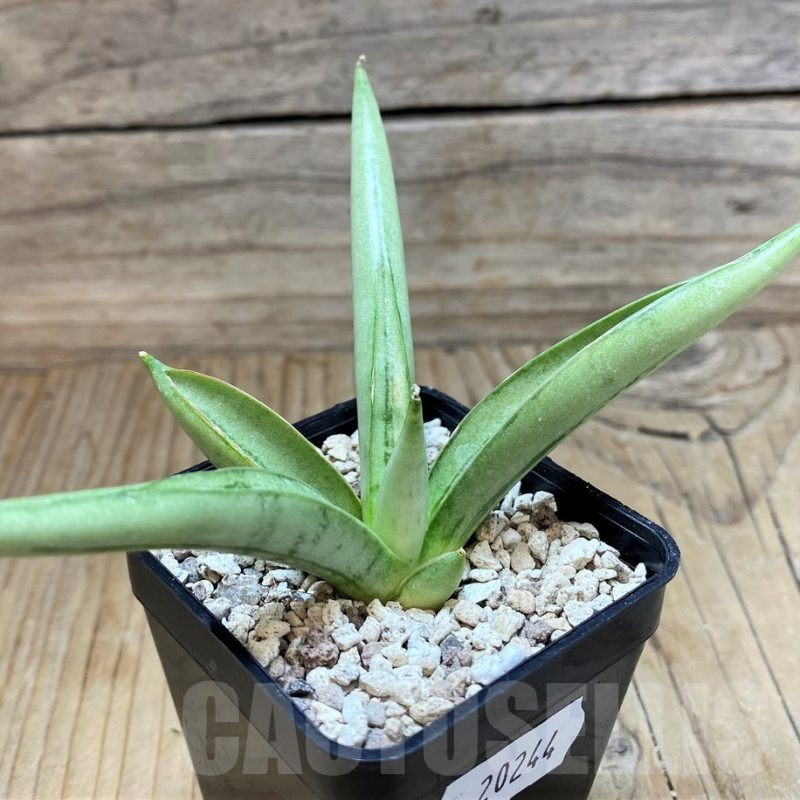SH20244 Sansevieria ‘Chanin’