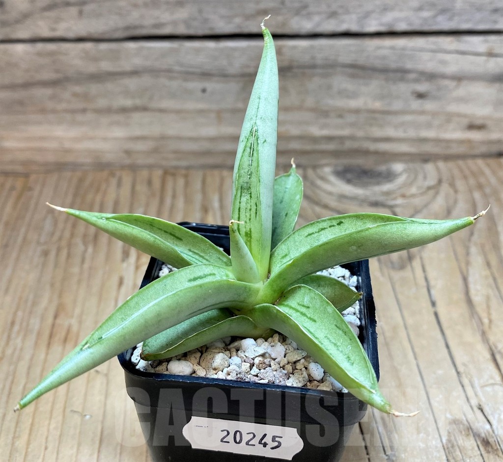 SH20245 Sansevieria ‘Chanin’