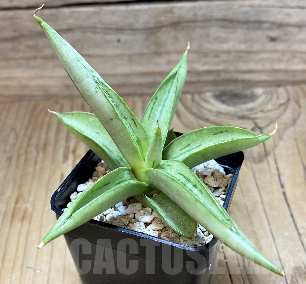 SH20245 Sansevieria ‘Chanin’ - Image 3