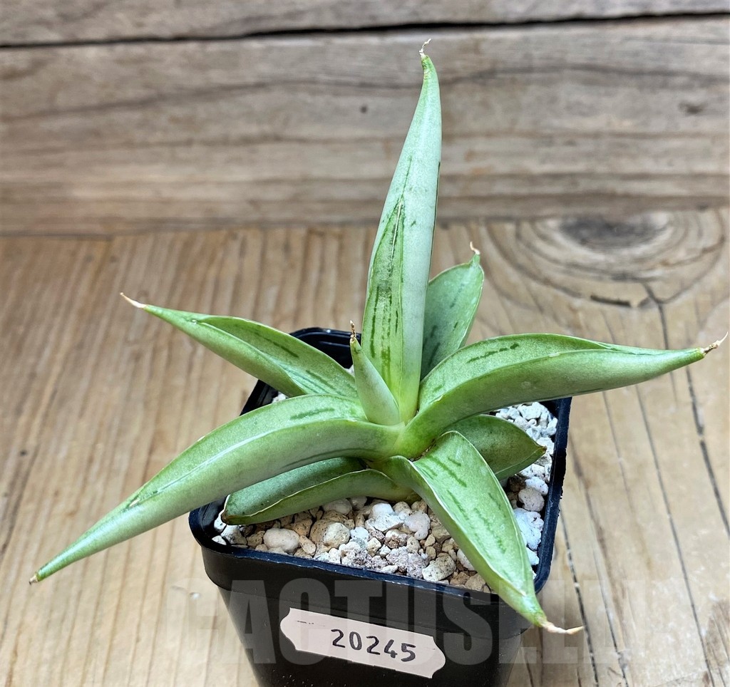 SH20245 Sansevieria ‘Chanin’ - Image 2