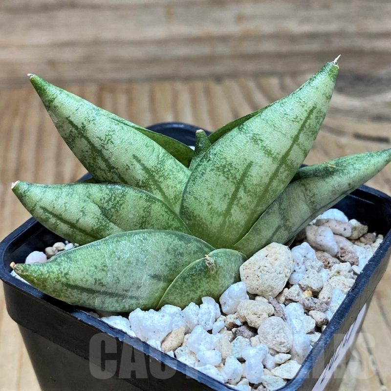 SH20247 Sansevieria ‘Vienna’ hybrid