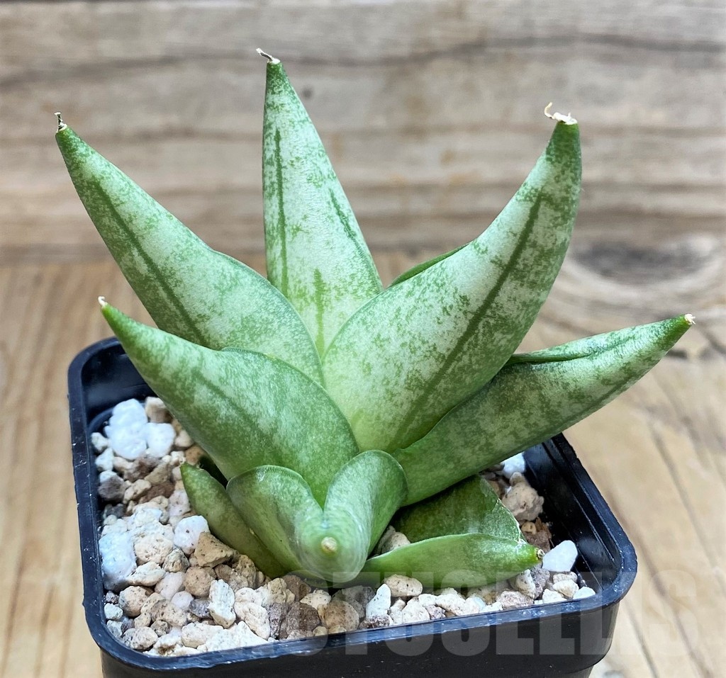 SH20248 Sansevieria ‘Vienna’ hybrid - Image 2
