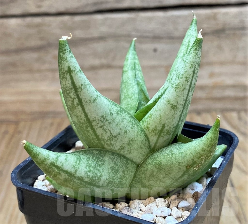 SH20248 Sansevieria ‘Vienna’ hybrid