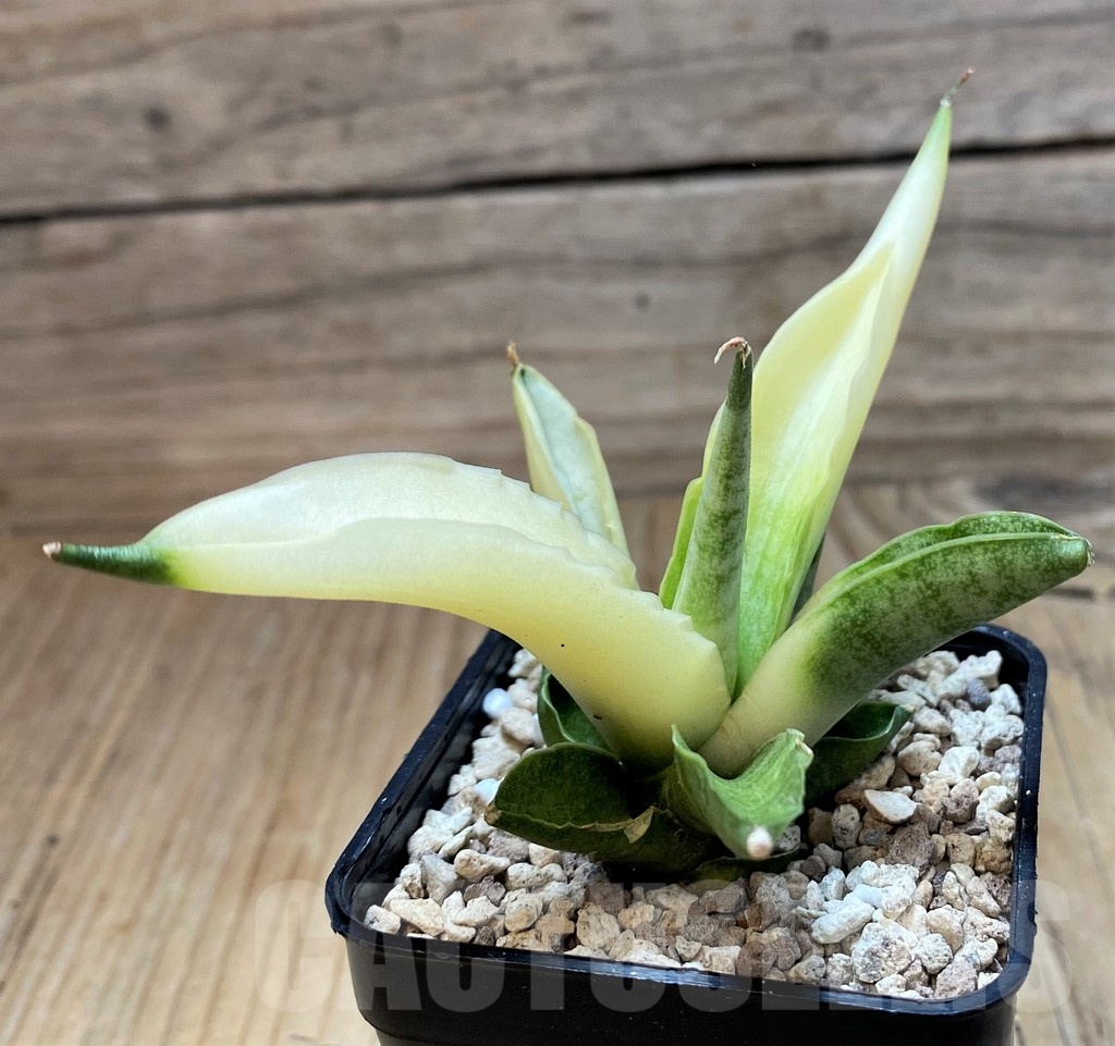 SH20249 Sansevieria ‘Boncel angel’ - Image 2