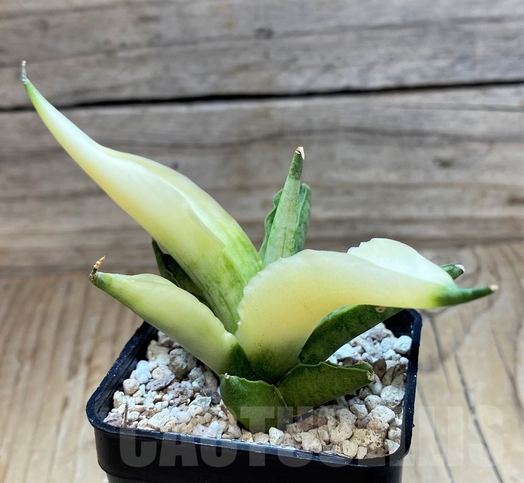 SH20249 Sansevieria ‘Boncel angel’