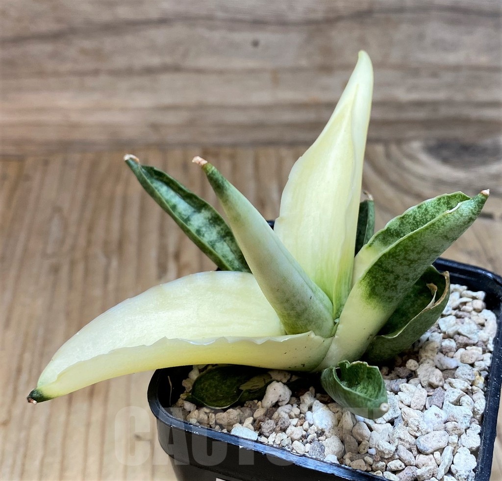 SH20250 Sansevieria ‘Boncel angel’ - Image 3