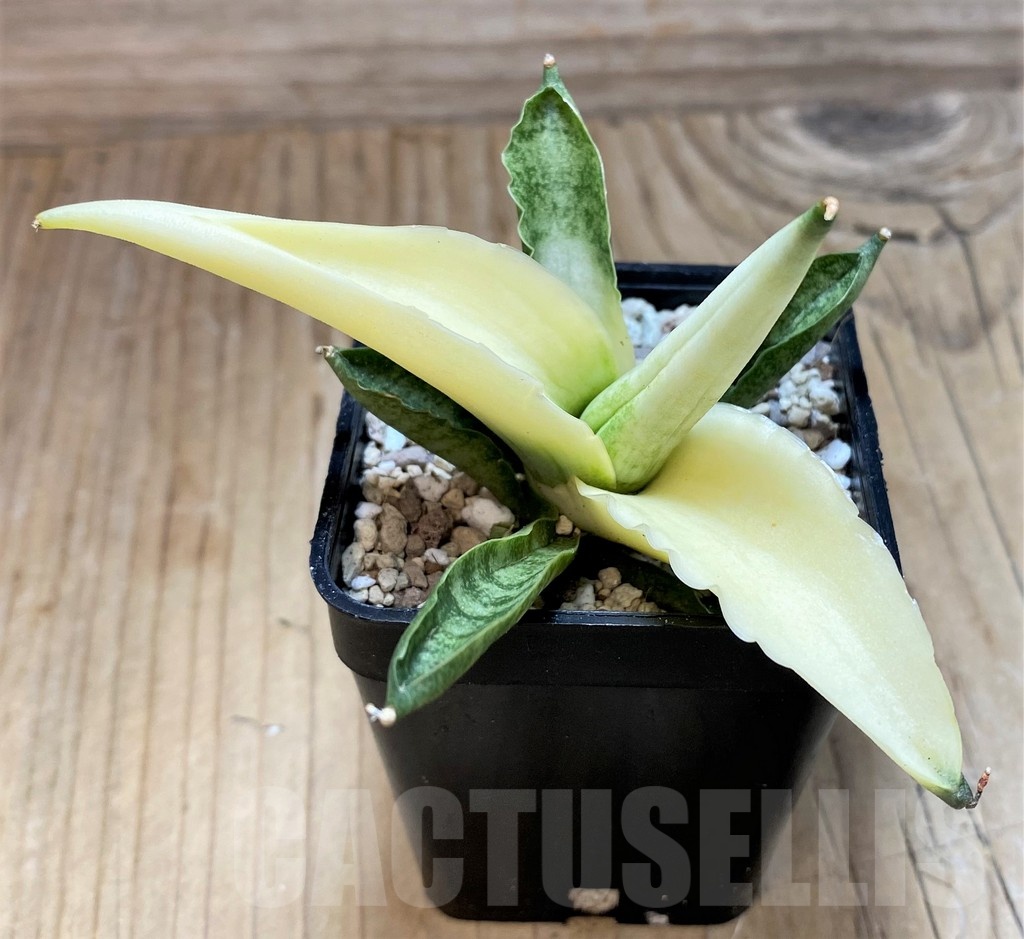 SH20250 Sansevieria ‘Boncel angel’ - Image 2
