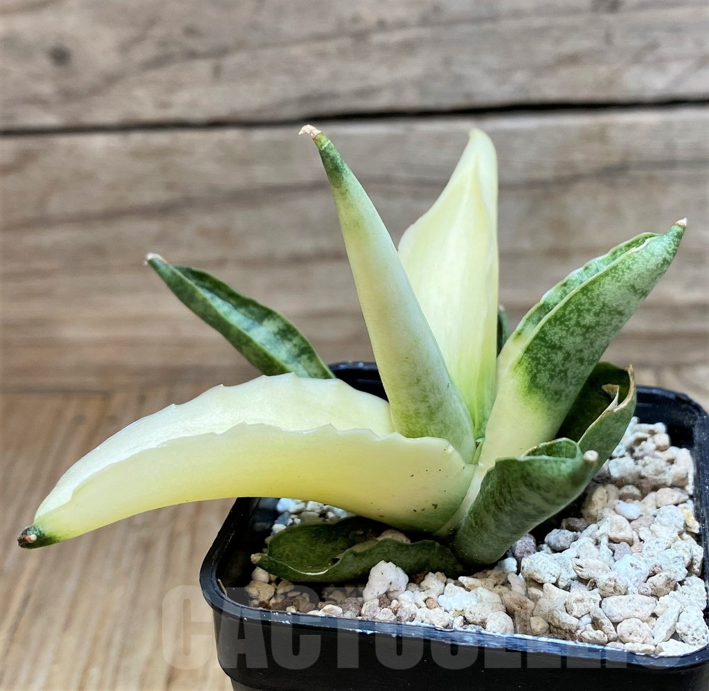SH20250 Sansevieria ‘Boncel angel’