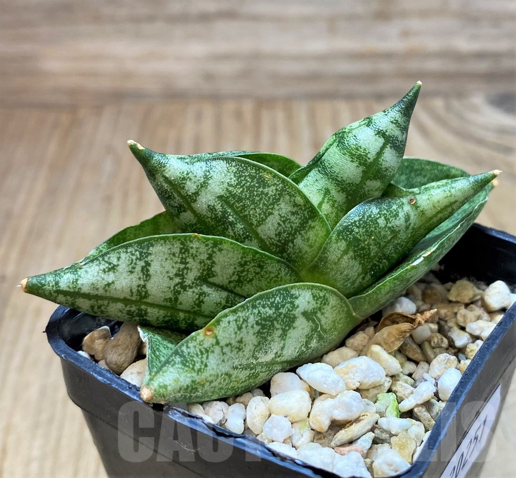 SH20251 Sansevieria 'Vienna'