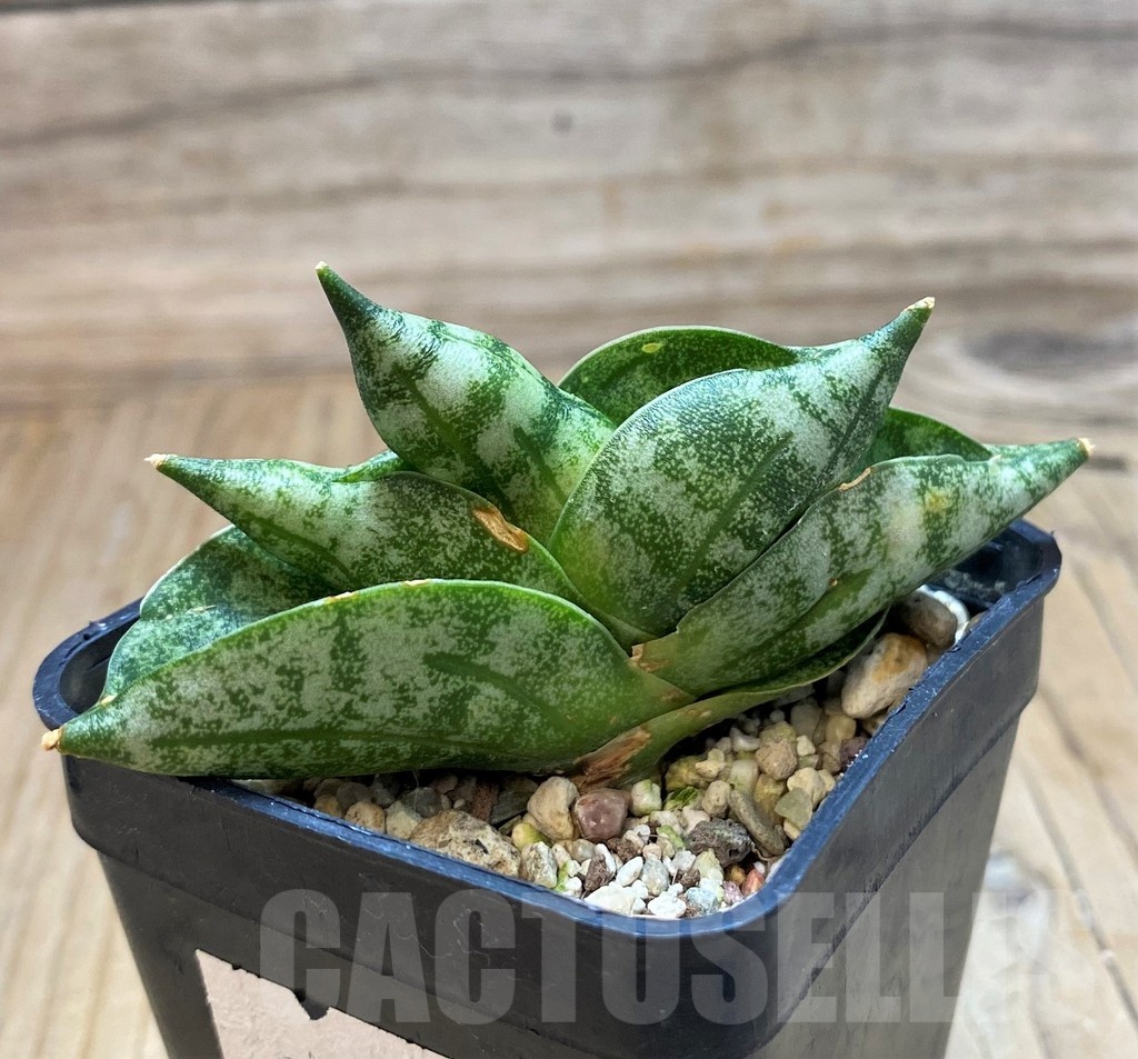 SH20251 Sansevieria 'Vienna' - Image 2