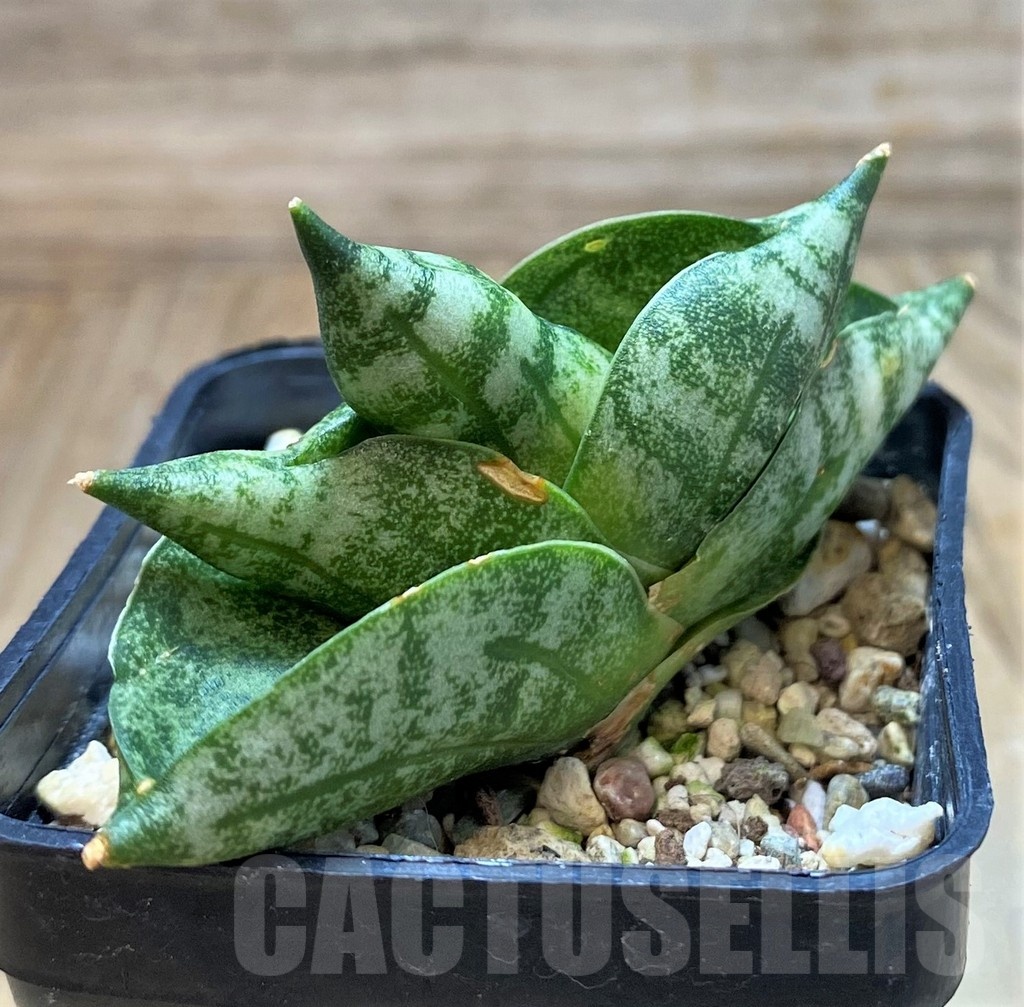 SH20251 Sansevieria 'Vienna' - Image 3