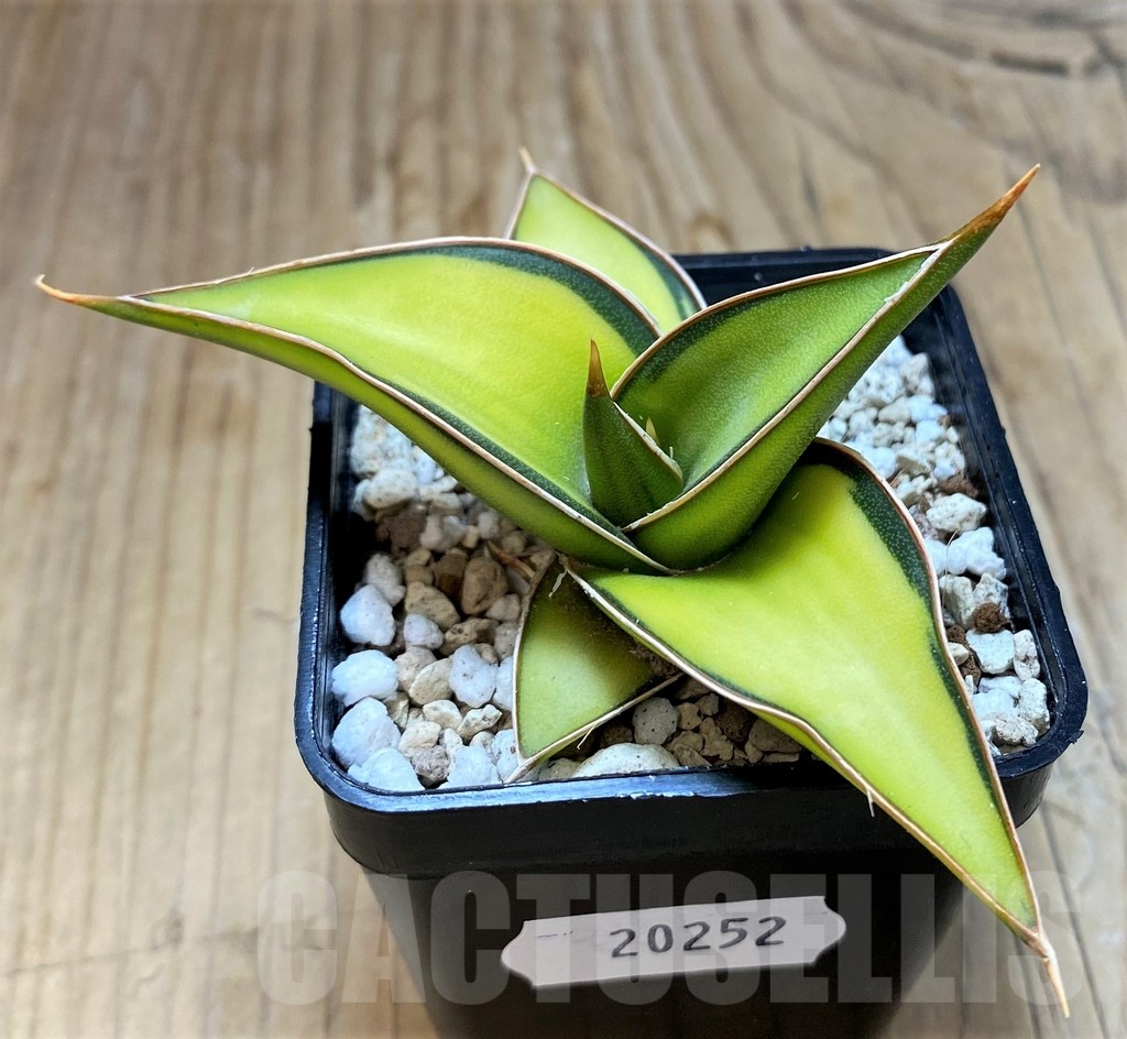 SH20252 Sansevieria Lav 23251