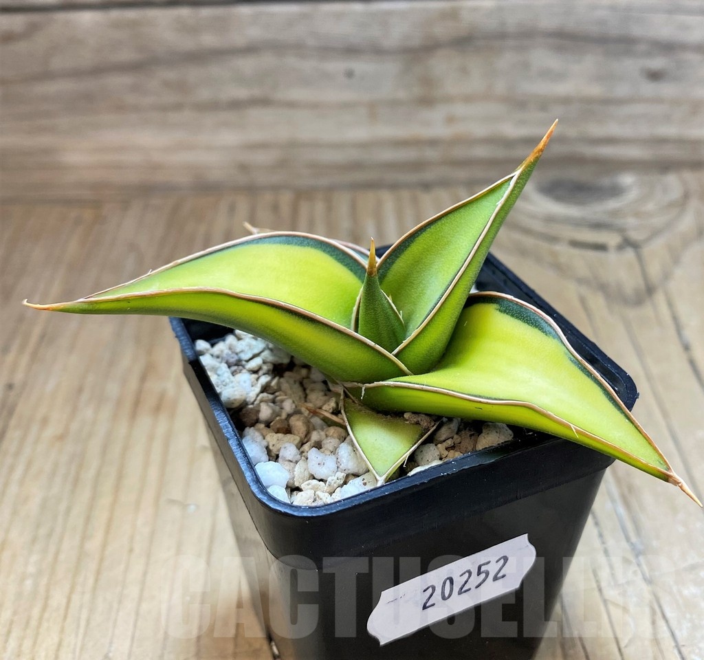 SH20252 Sansevieria Lav 23251 - immagine 2