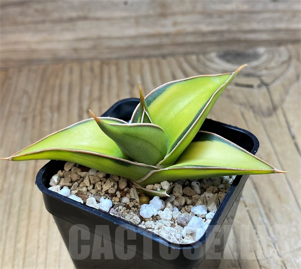 SH20252 Sansevieria Lav 23251 - immagine 3