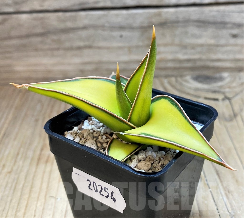SH20254 Sansevieria Lav 23251
