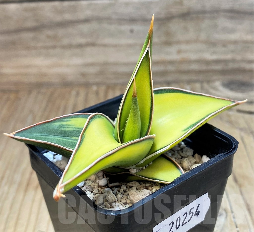 SH20254 Sansevieria Lav 23251 - Image 2