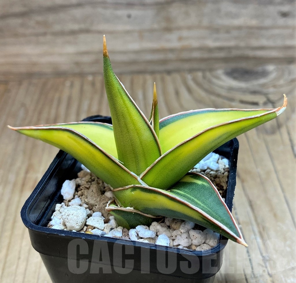 SH20254 Sansevieria Lav 23251 - Image 3