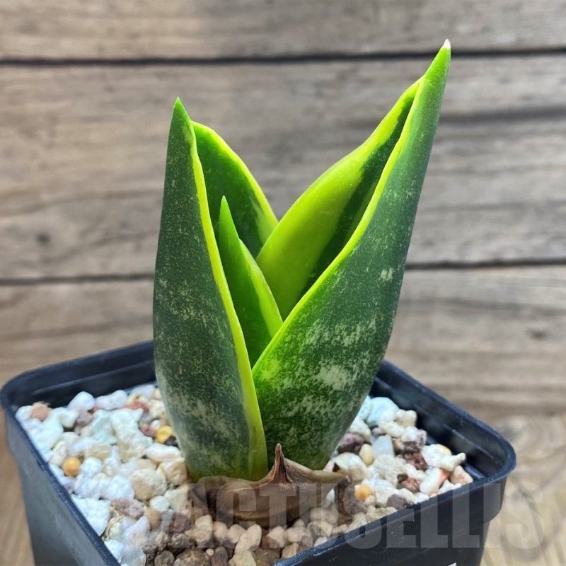 SH20255 Sansevieria trifasciata ‘Golden Flame’
