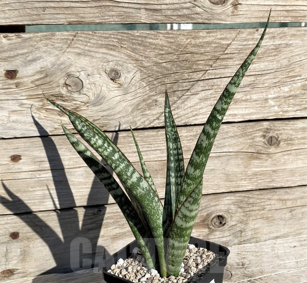 SH20257 Sansevieria 'Zeebra Fireworks' - immagine 3