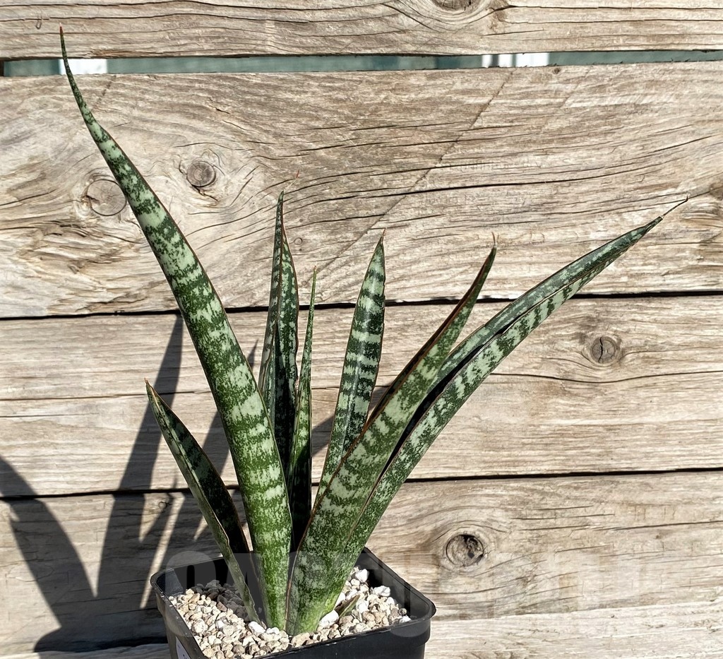 SH20257 Sansevieria 'Zeebra Fireworks'
