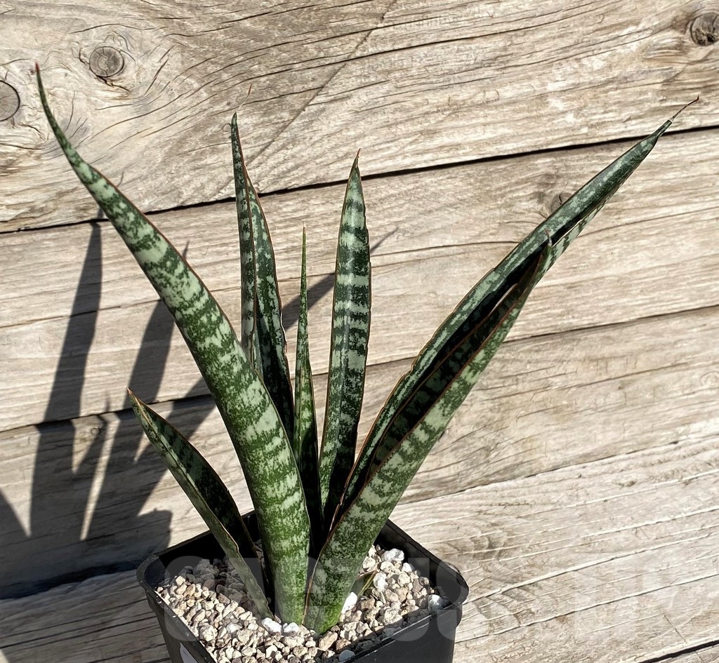 SH20257 Sansevieria 'Zeebra Fireworks' - immagine 2