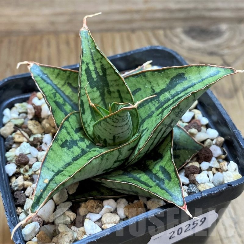 SH20259 Sansevieria 'Kaisar' hybrid