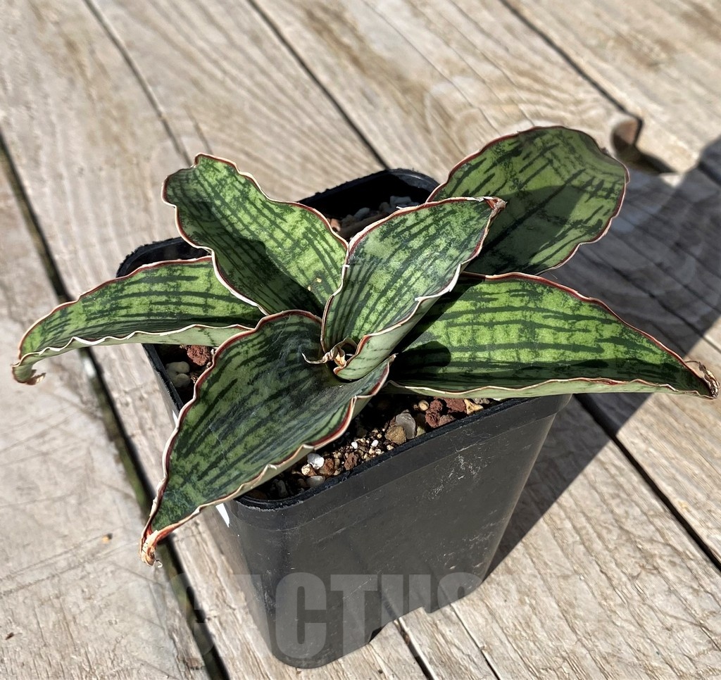 SH20263 Sansevieria 'Cleopatra'