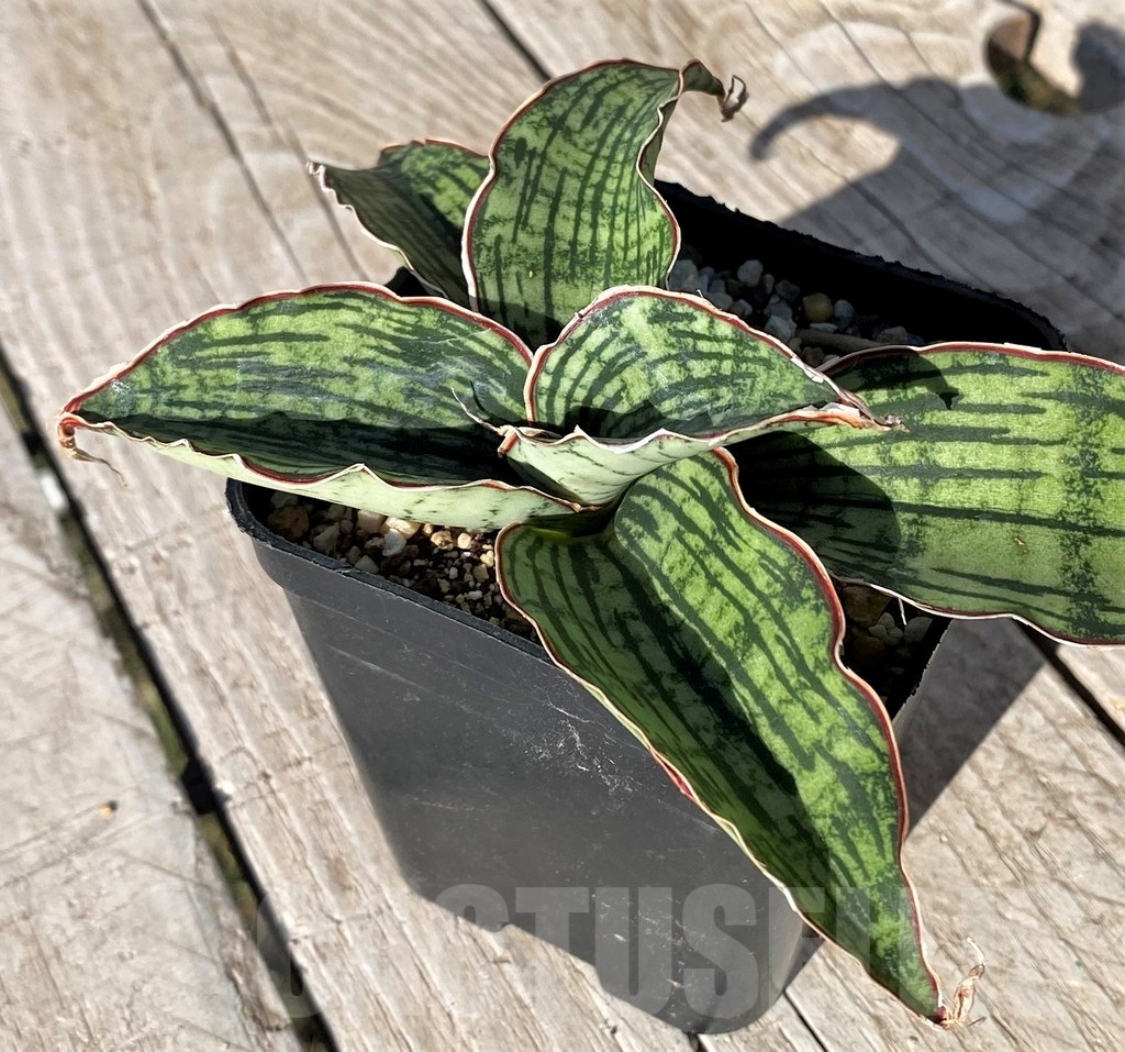 SH20263 Sansevieria 'Cleopatra' - Image 2