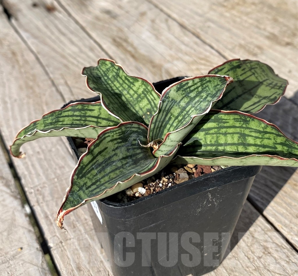 SH20263 Sansevieria 'Cleopatra' - Image 3