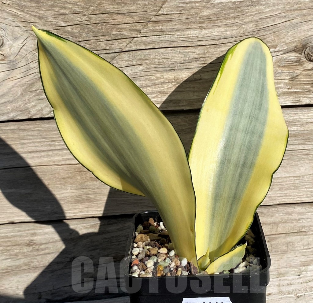 SH20264 Sansevieria 'Splash'