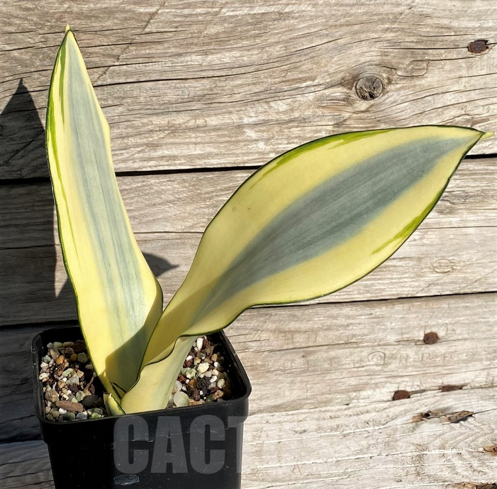 SH20264 Sansevieria 'Splash' - Image 2