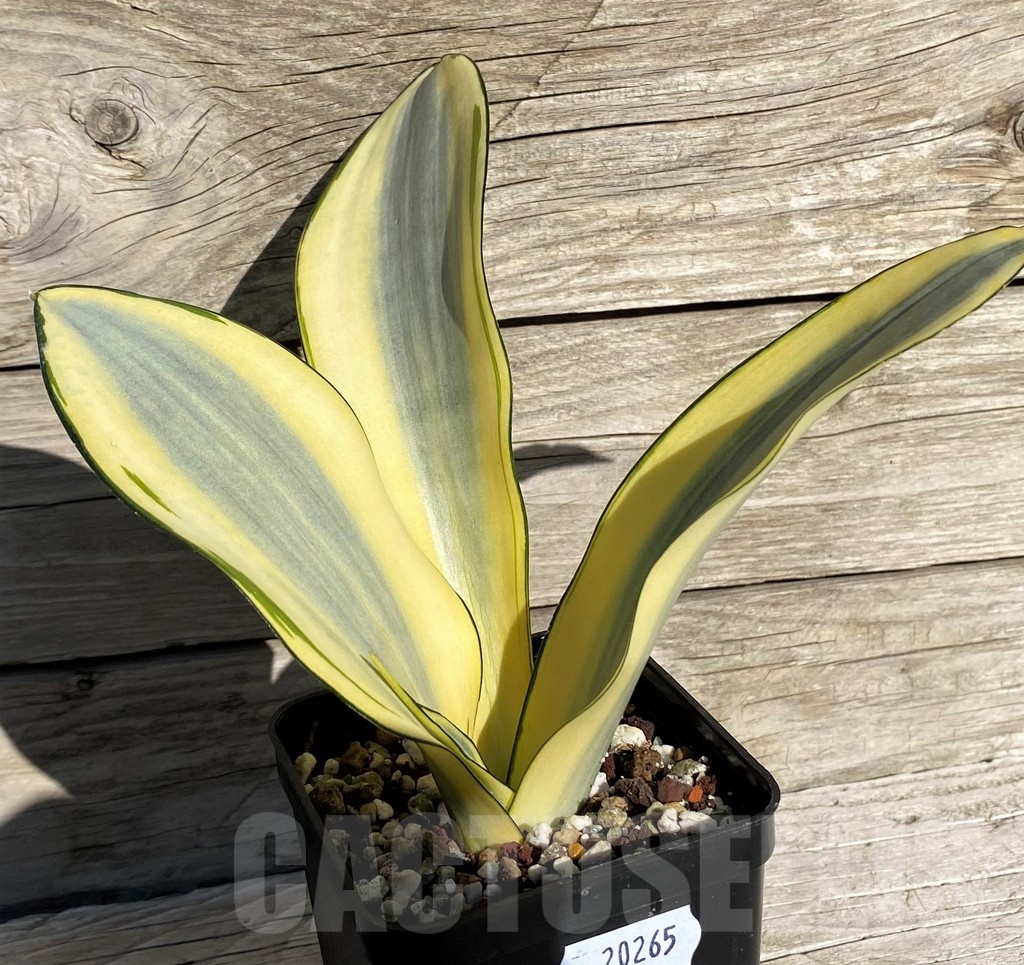 SH20265 Sansevieria 'Splash' - Image 2