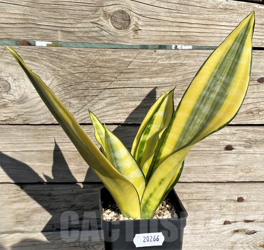 SH20266 Sansevieria 'Golden Banner' mutation - Image 3