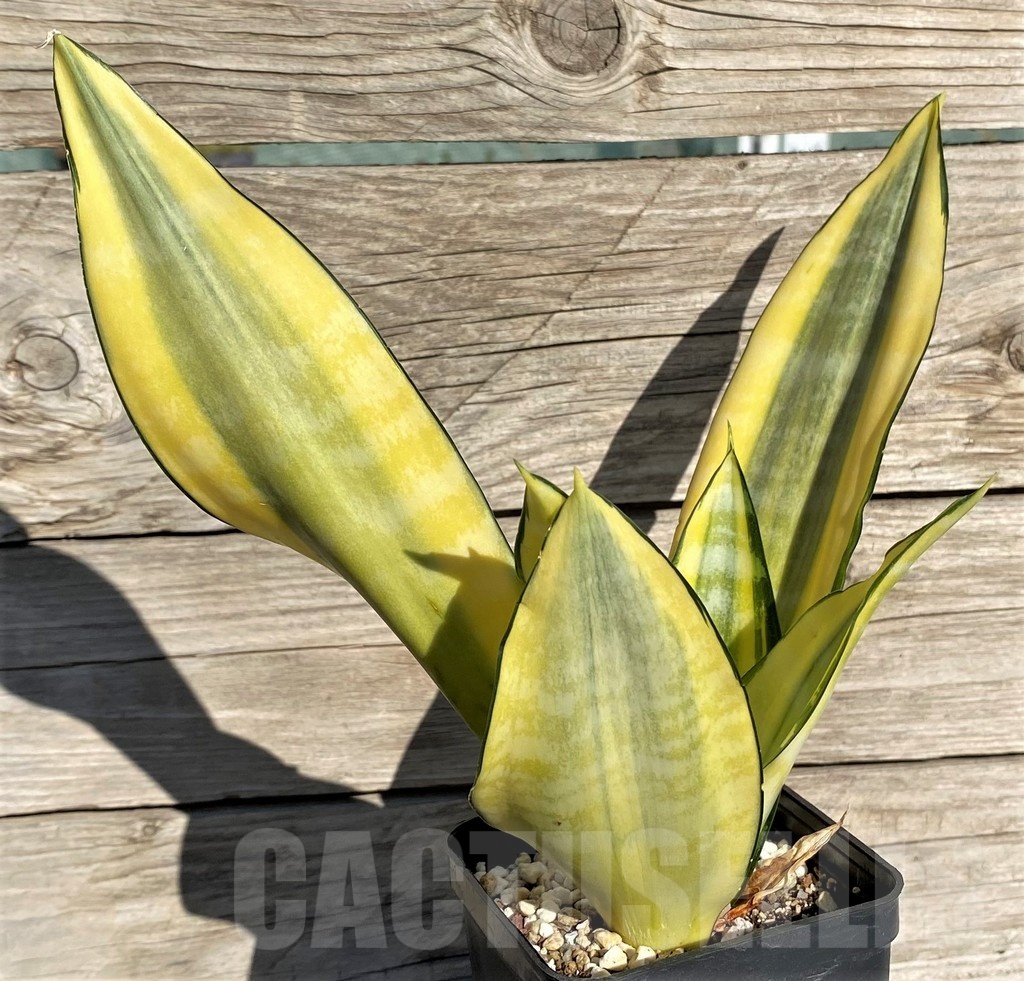SH20266 Sansevieria 'Golden Banner' mutation - Image 2