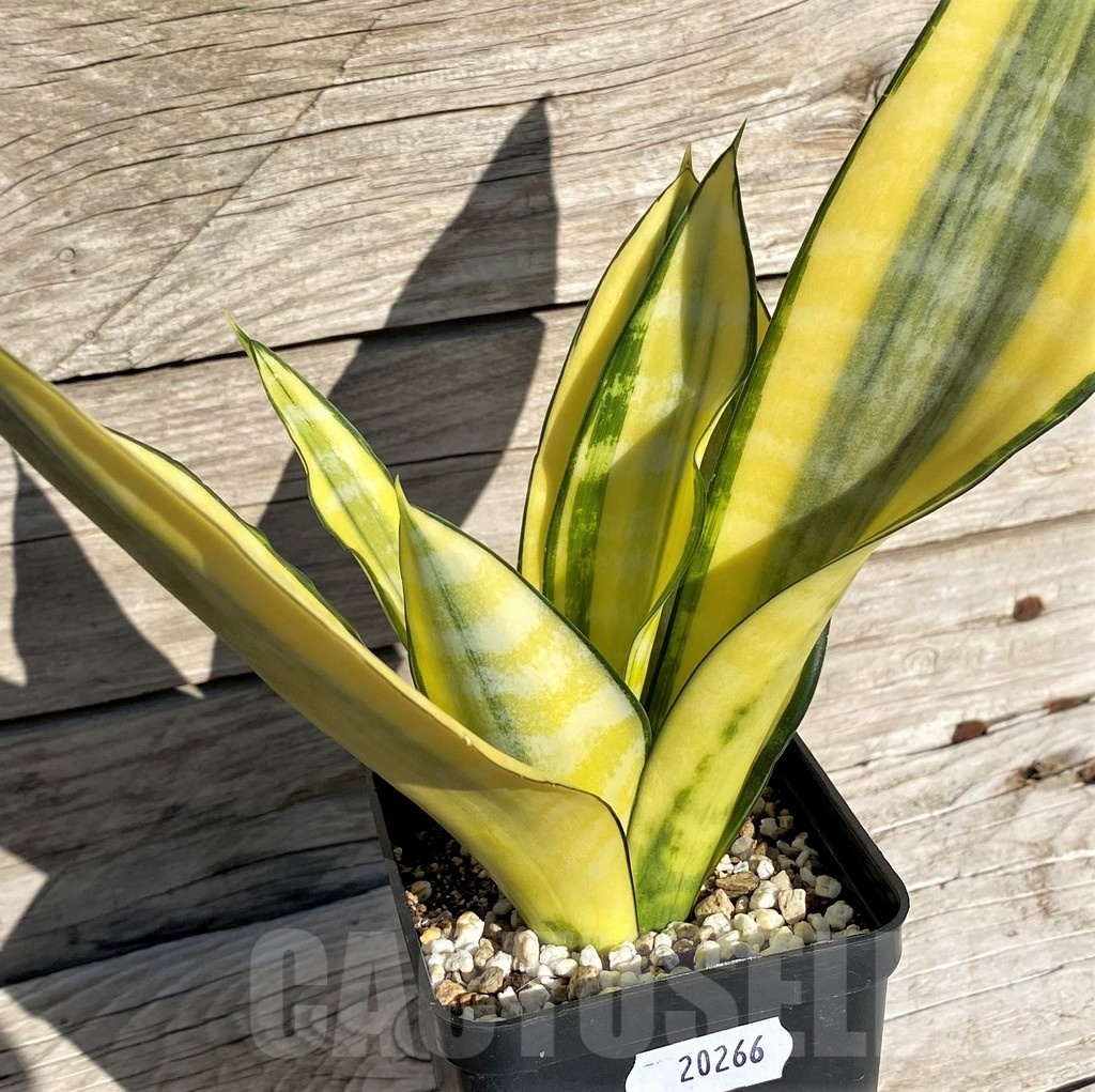 SH20266 Sansevieria 'Golden Banner' mutation