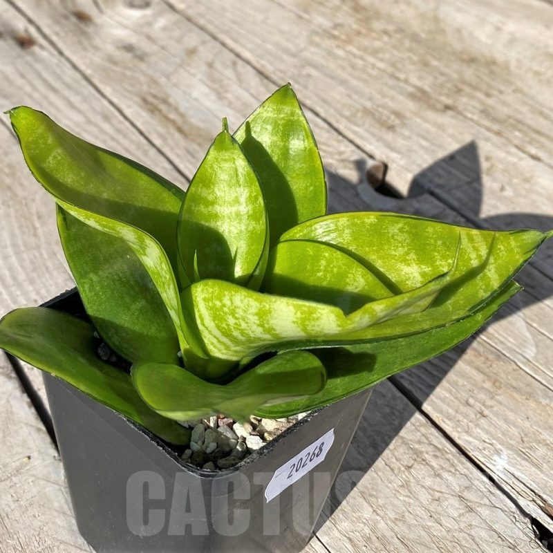 SH20268 Sansevieria hahnii 'Philippine Gold'